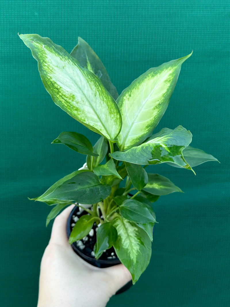 Dieffenbachia ‘Camille’ NEW