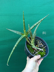 Sansevieria ballyi NEW