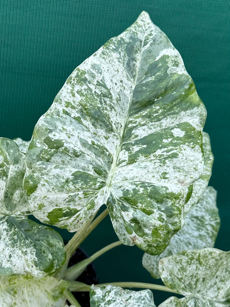Alocasia odora batik ‘Splash’