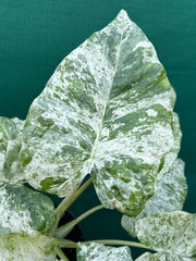 Alocasia odora batik ‘Splash’