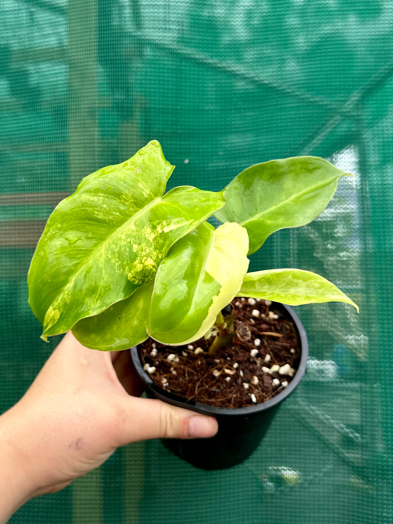 Philodendron ‘Burle Marx Variegated’