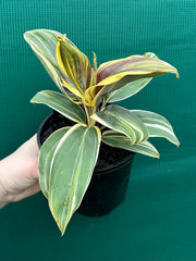 Cordyline fruticosa ‘Miss Andrea’ NEW