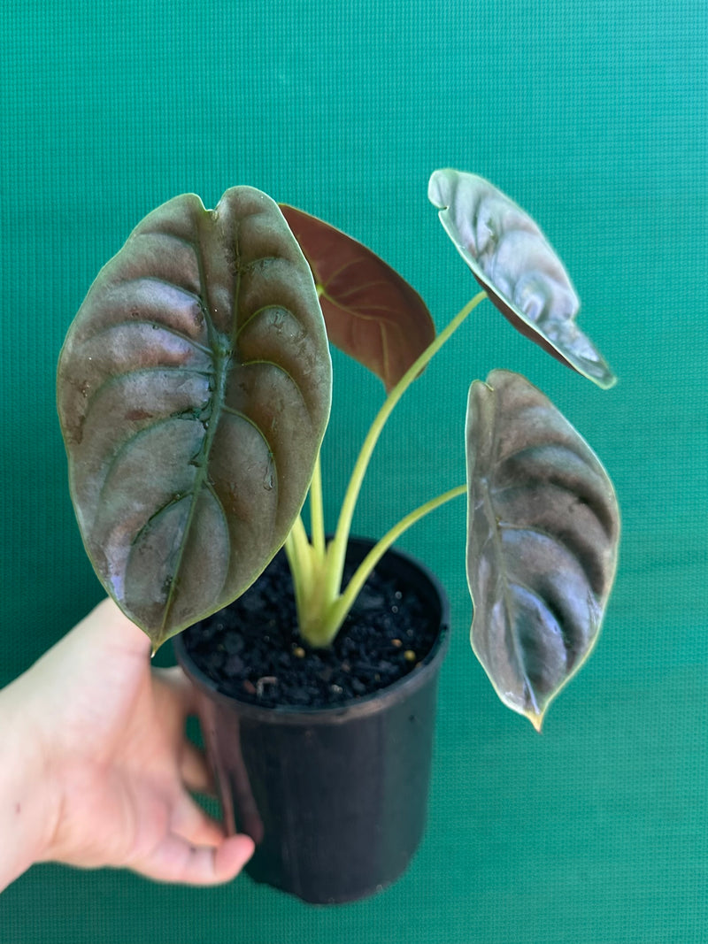 Alocasia Cuprea ‘Red Secret’