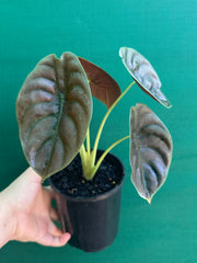 Alocasia Cuprea ‘Red Secret’