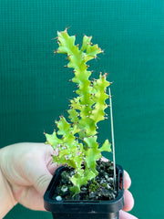 Euphorbia wakefielii NEW