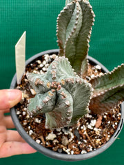 Euphorbia Horrida Hybrid NEW