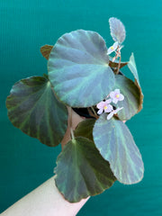 Begonia tagbanua variegated NEW