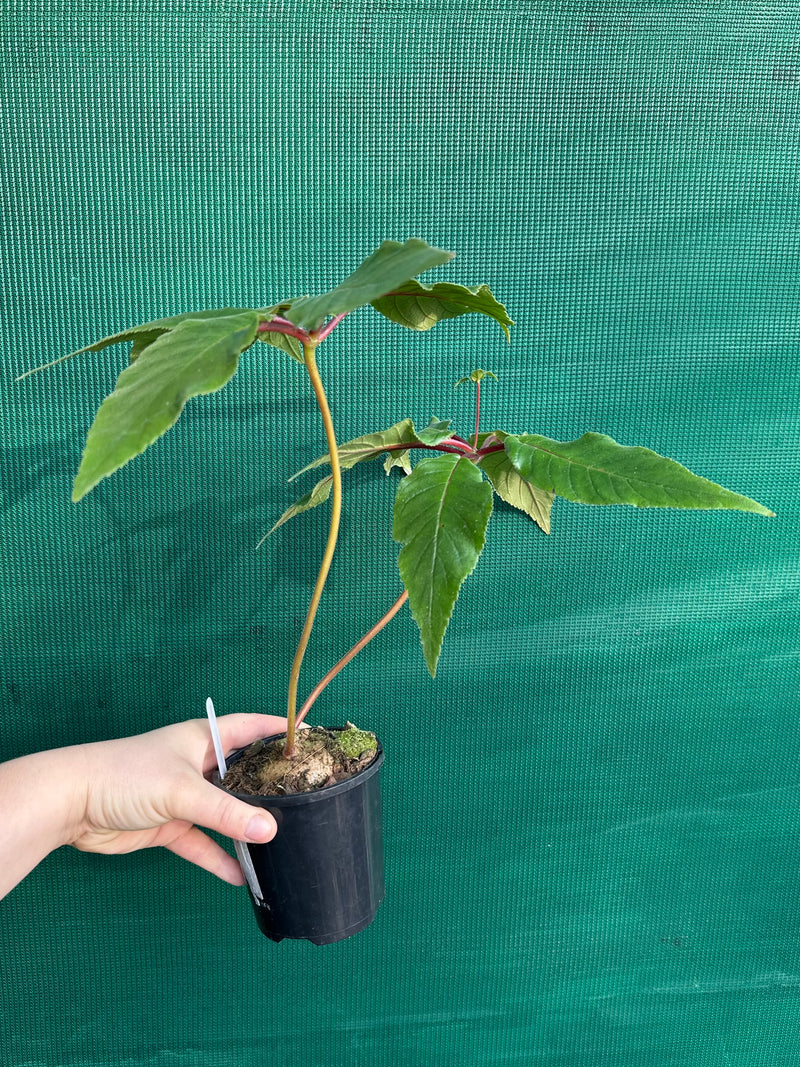 Sinningia douglasii (Red)