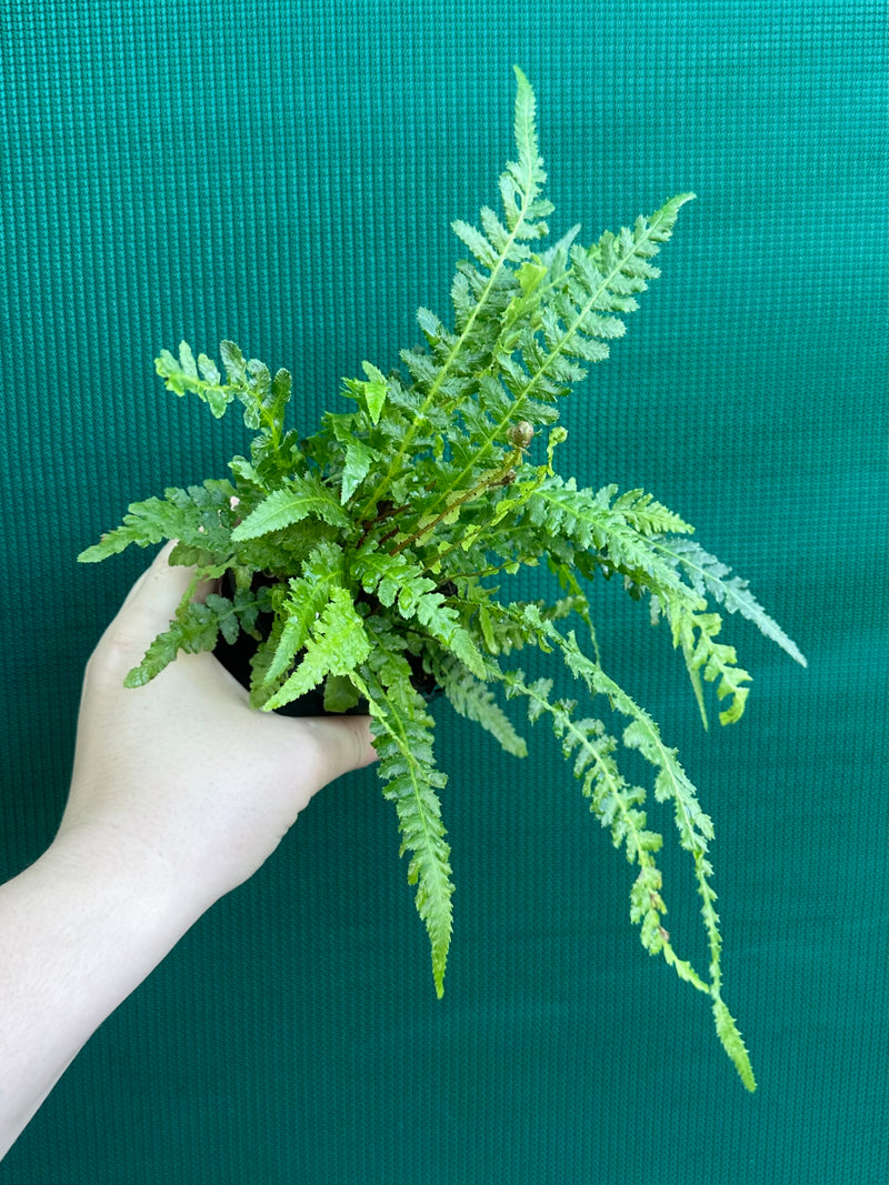 Doodia aspera ‘Prickly Wrasp Fern’ NEW
