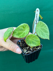 Begonia scapigera NEW