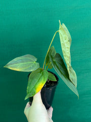 Anthurium ‘Jessica Rabit’ x Papx  NEW