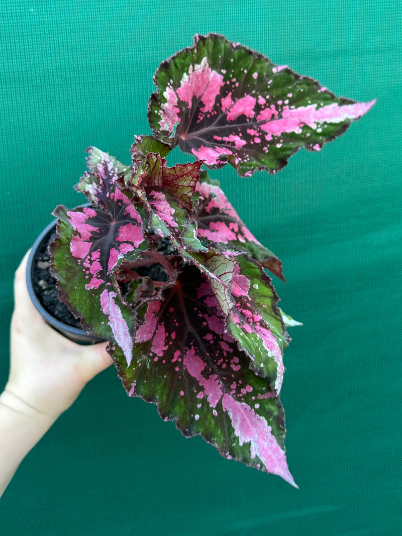 Begonia NOID 33