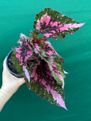 Begonia NOID 33