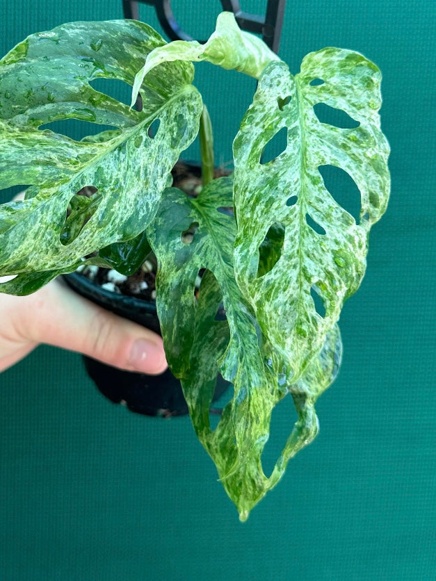 Monstera ‘Adansonii’ Mottled Variegation