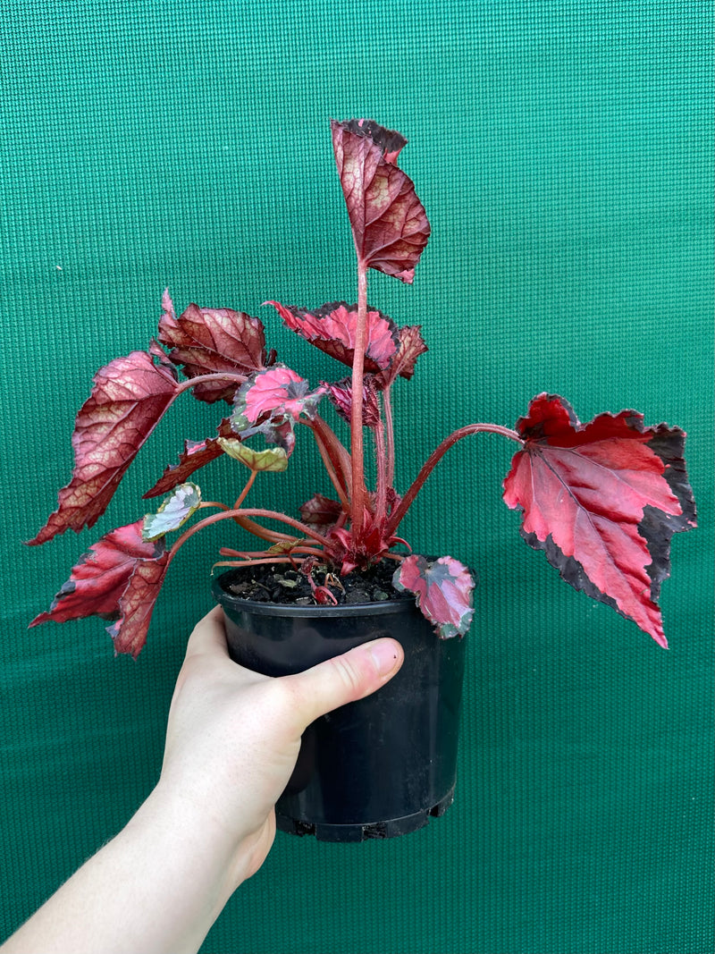 Begonia ‘Red Kiss’