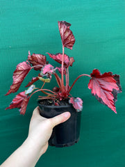 Begonia ‘Red Kiss’