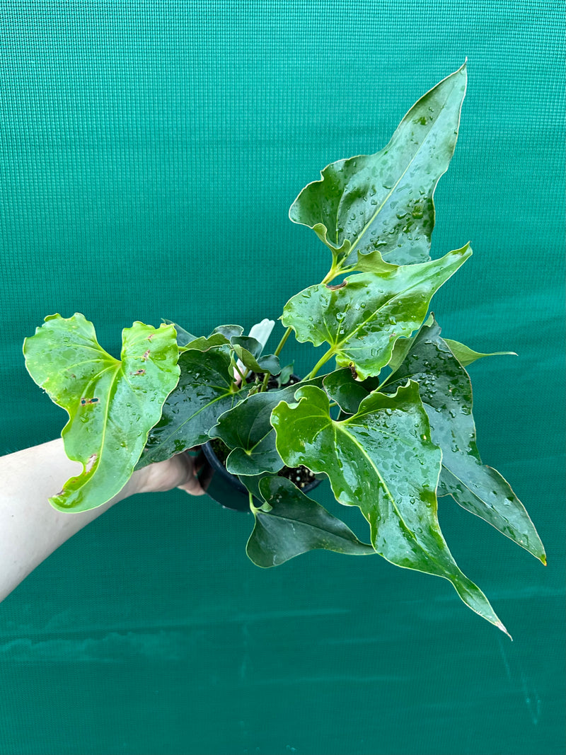 Anthurium ferrierense crisped