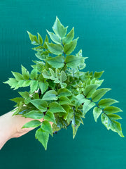 Cyrtomium falcatum ‘Holly’ NEW