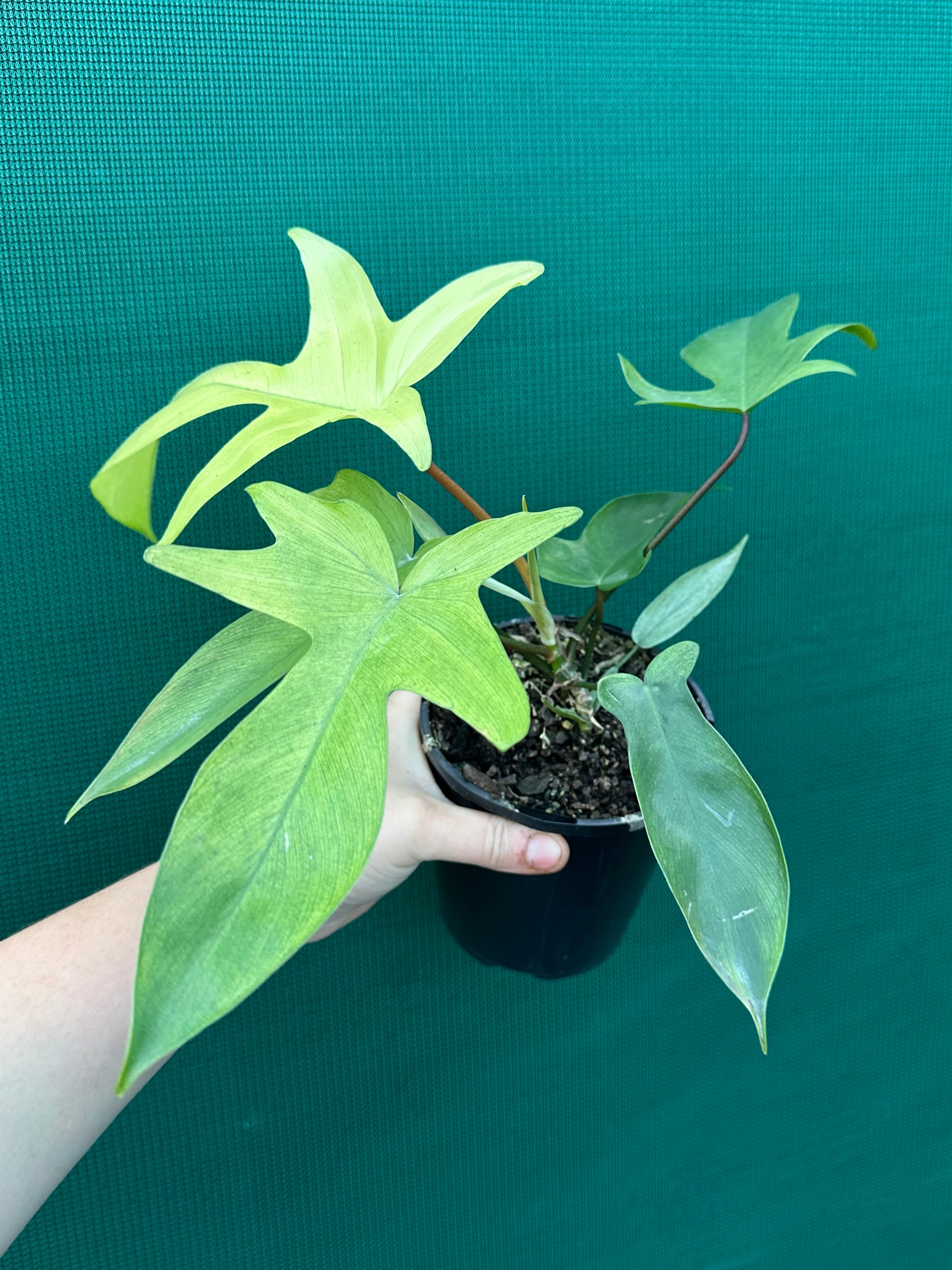 philodendron florida ghost australia Philodendron 'Florida Ghost'