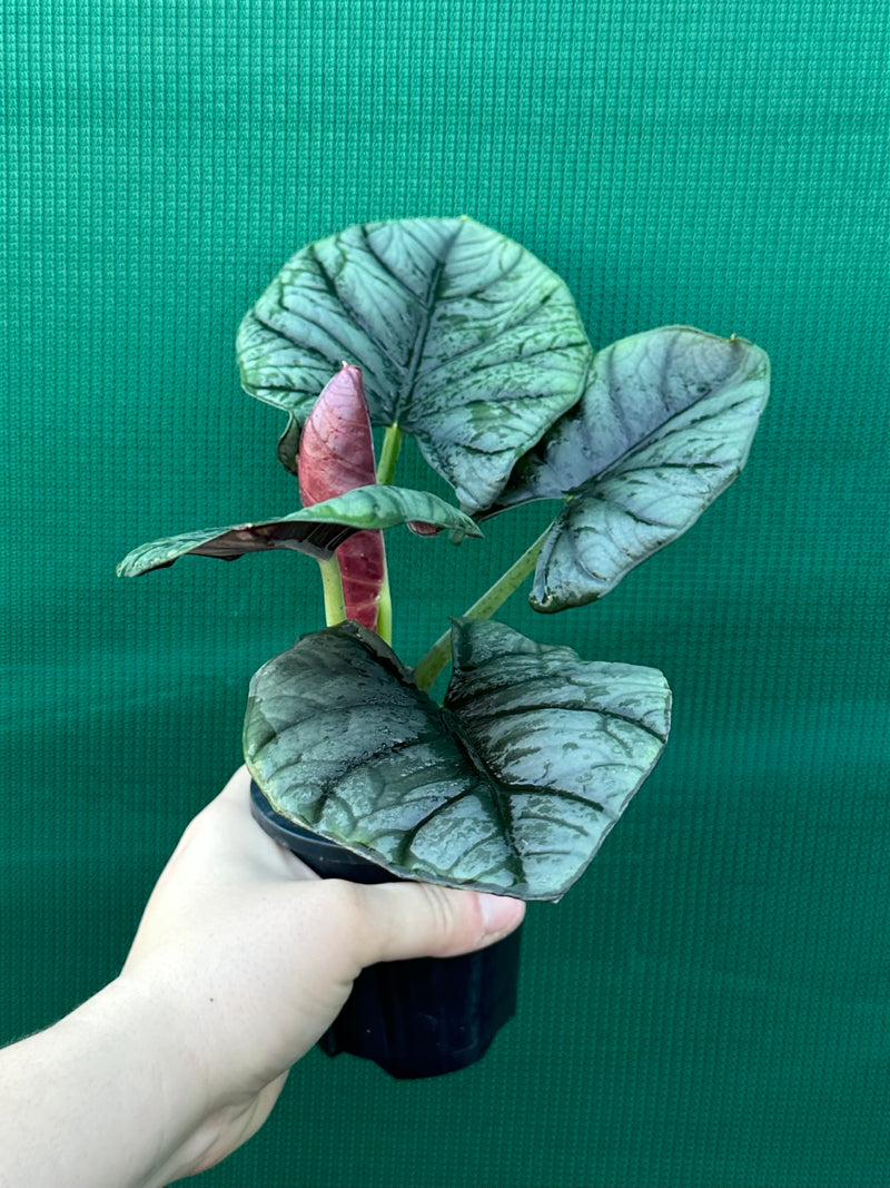 Alocasia ‘Elaine’