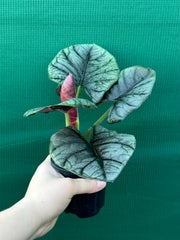 Alocasia ‘Elaine’