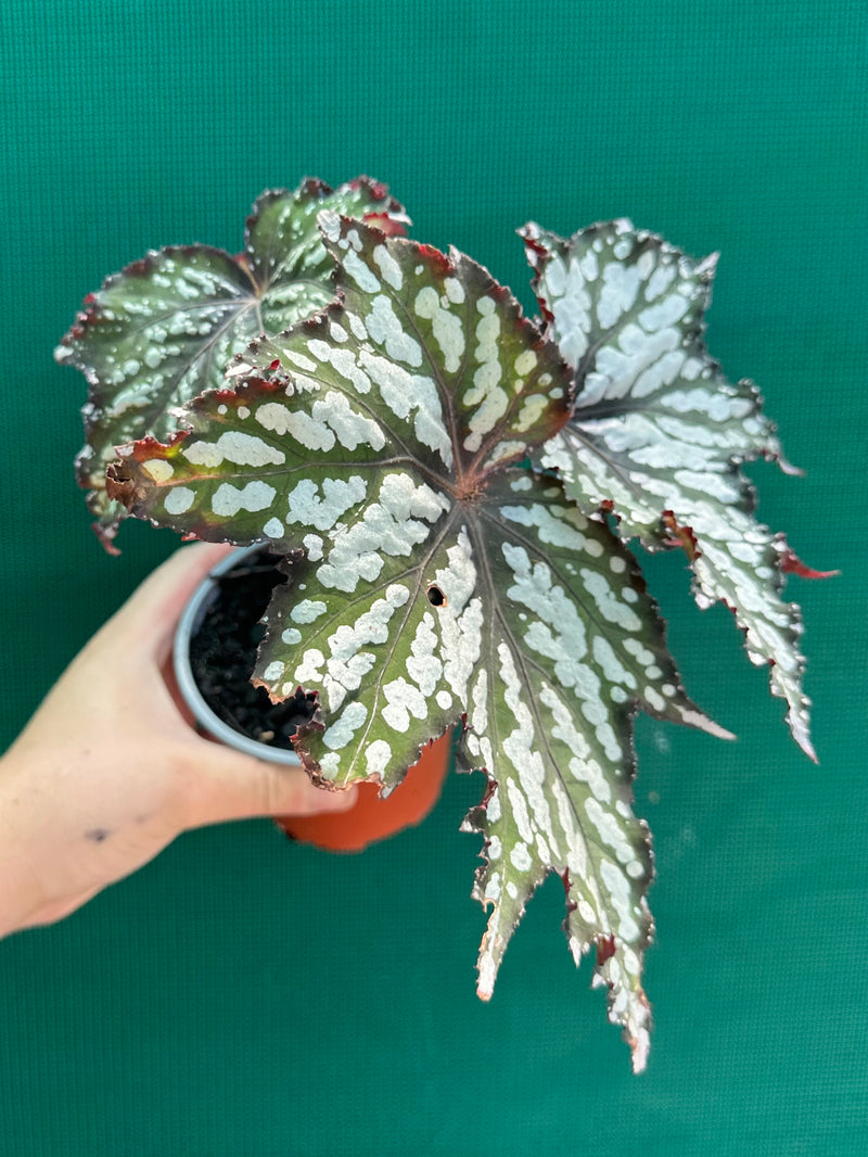 Begonia ‘Emerald Ice’