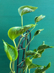 Epipremnum Shangri La