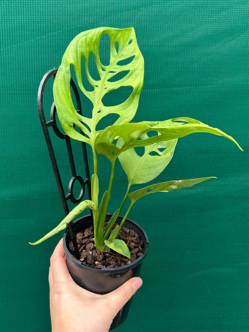 monstera epipremnoides Monstera epipremnoides