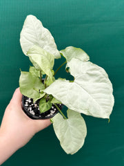 Syngonium ‘Moonlight’ NEW