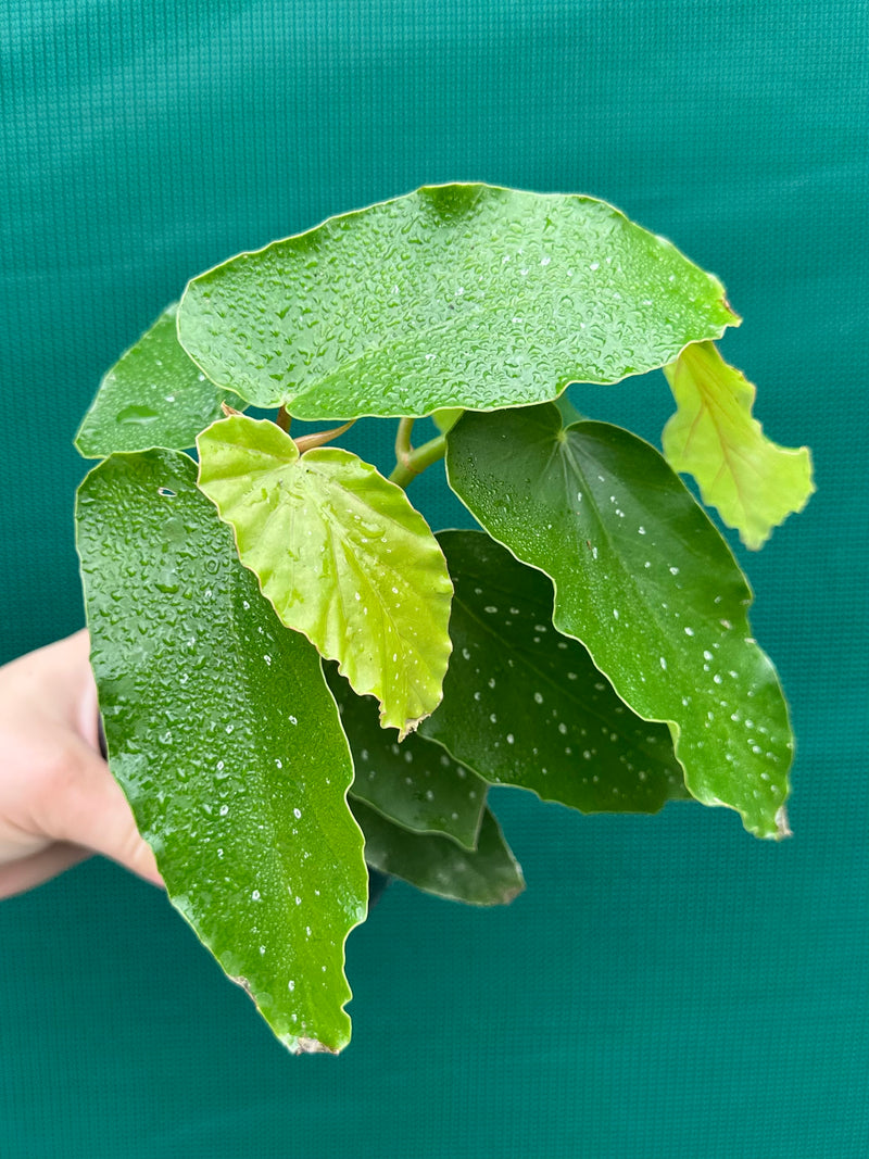 Begonia Angel Wing NOID