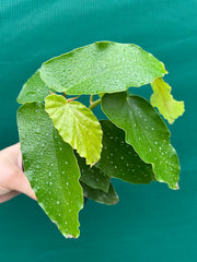 Begonia Angel Wing NOID