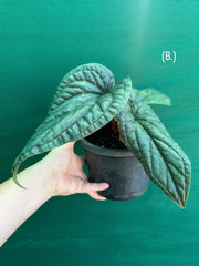 Anthurium luxurians x radicans
