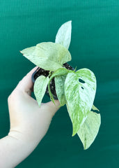 Monstera ‘Laniata      Variegata Mint’