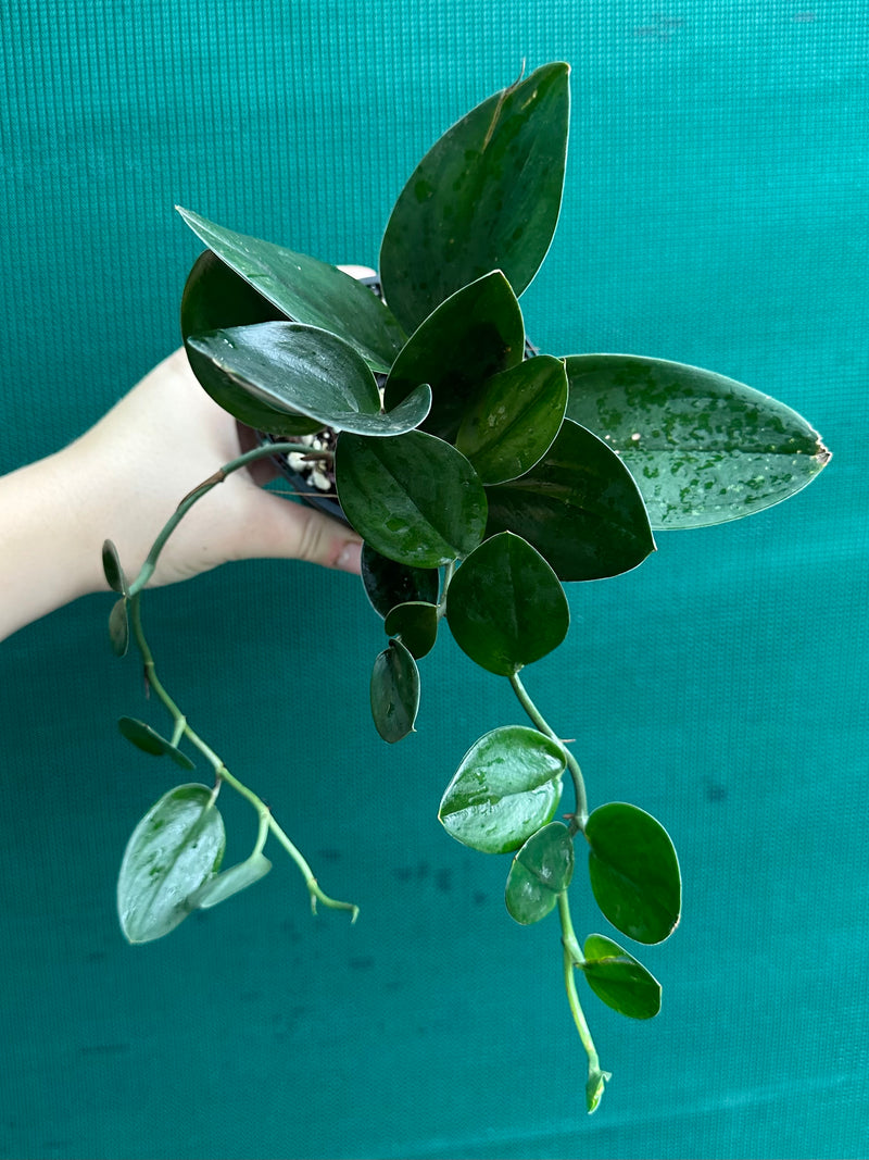 Schindapsus Treubii Dark Form