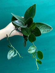 Schindapsus Treubii Dark Form