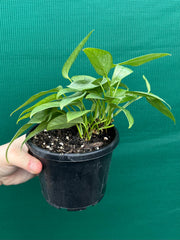 Epipremnum Pinnatum Cebu Blue