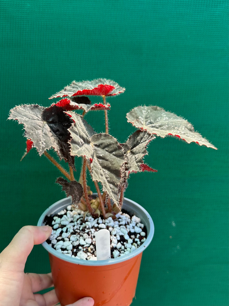 Begonia ‘Shilo’