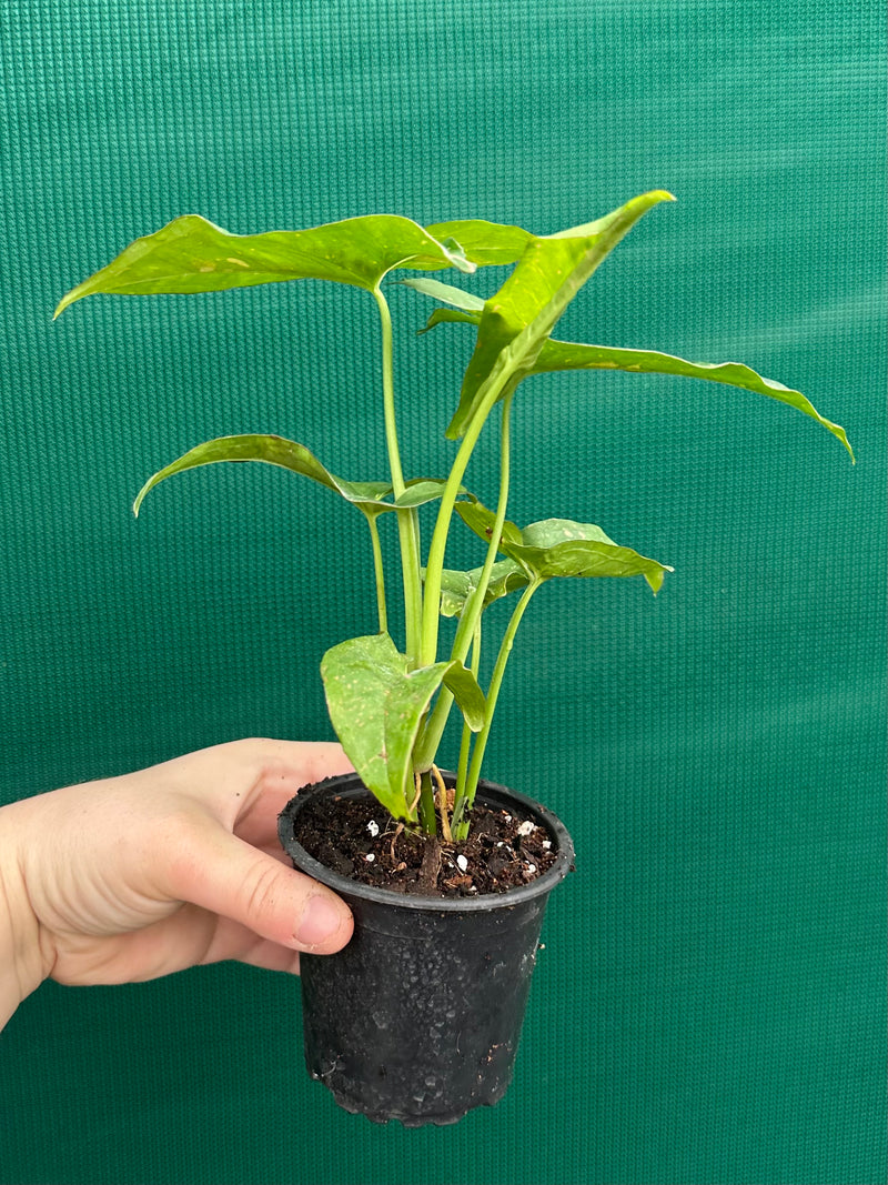 Syngonium ‘Pink Splash’