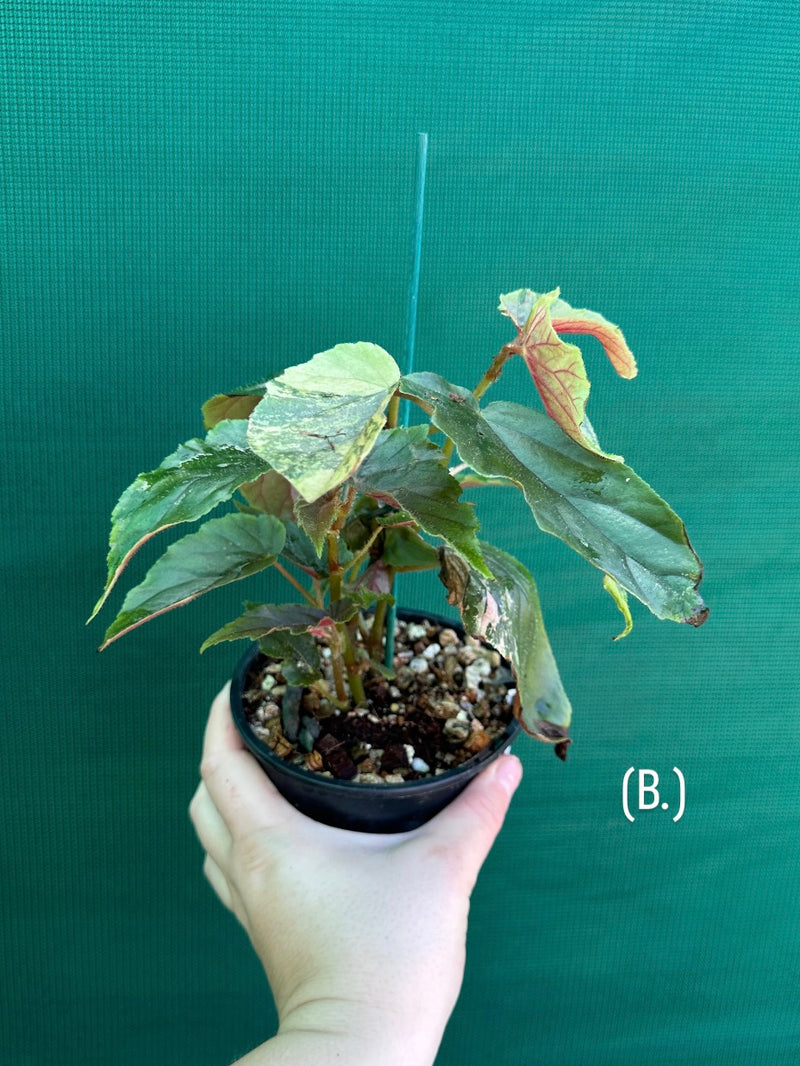 Begonia ‘Ginny Galaxy’