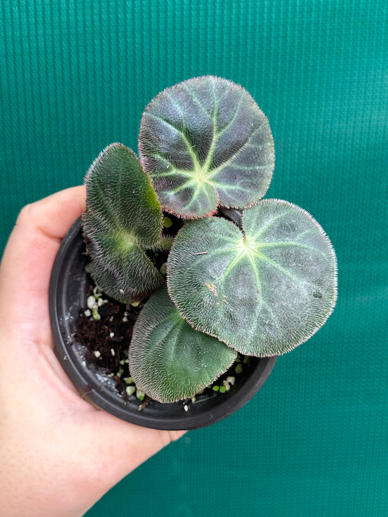 Begonia subacida (sp. Brazil)
