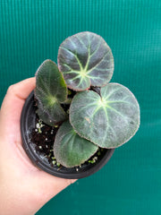 Begonia subacida (sp. Brazil)
