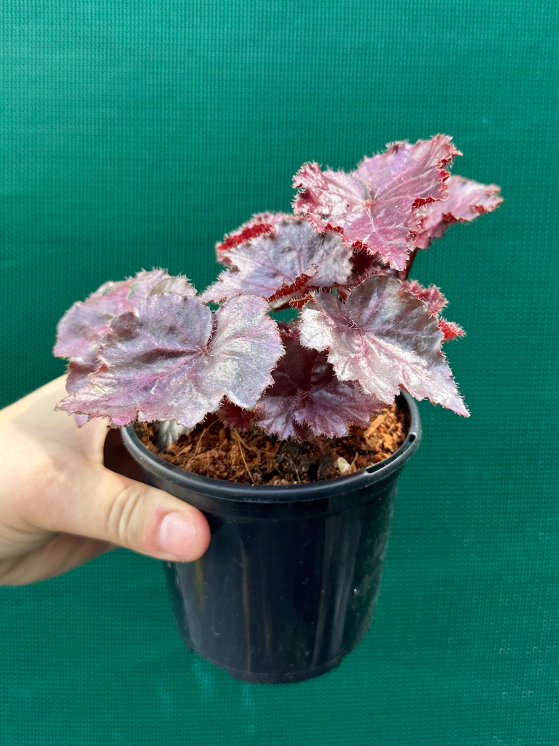Begonia ‘Fluro Pink’