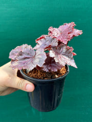 Begonia ‘Fluro Pink’