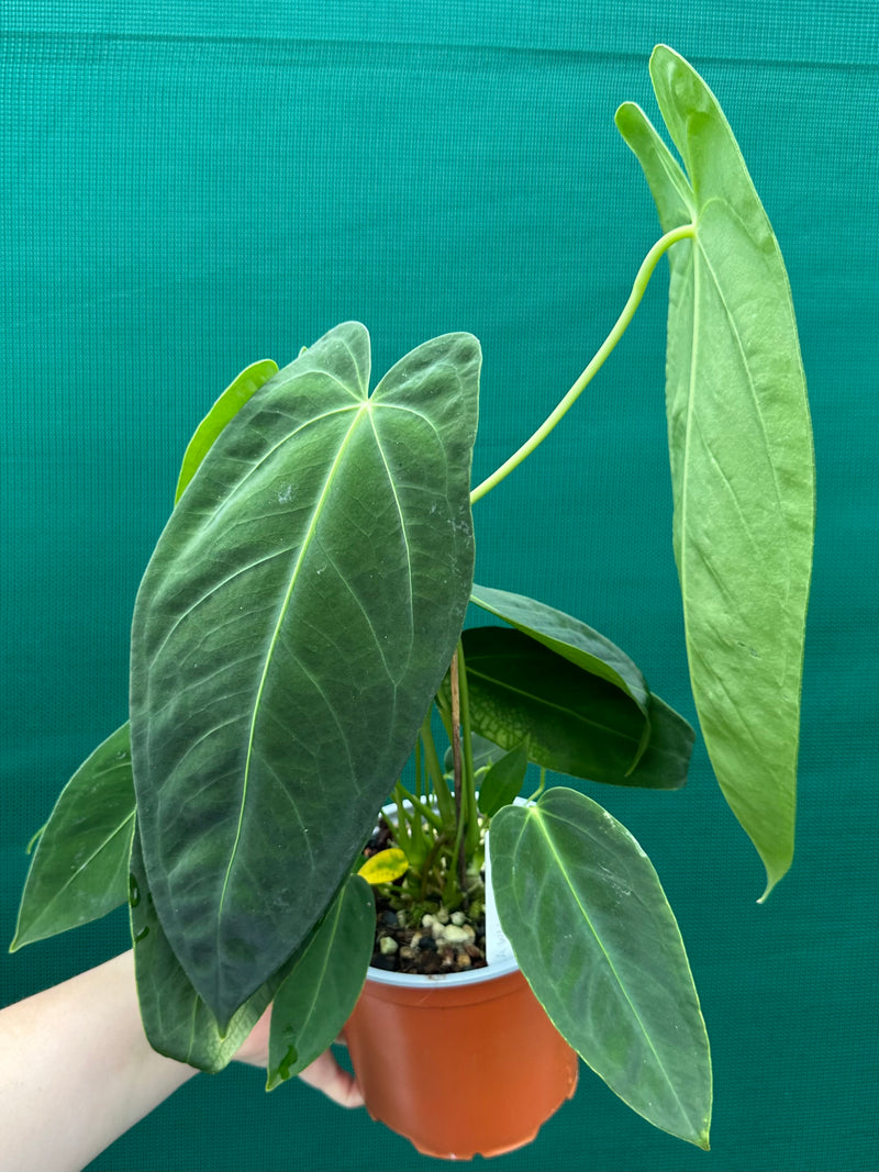 Anthurium warocqueanum x sp. nutibars NEW