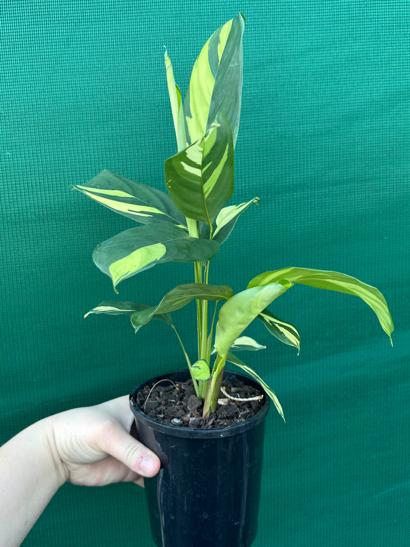 Calathea Pilosa ‘Golden Mosaic’