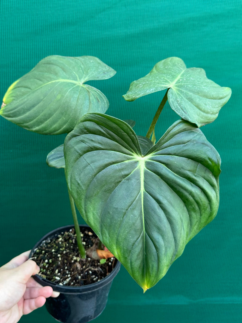 Philodendron ‘Pastazanum’