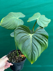 Philodendron ‘Pastazanum’