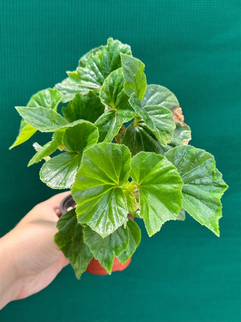 Begonia hirtella