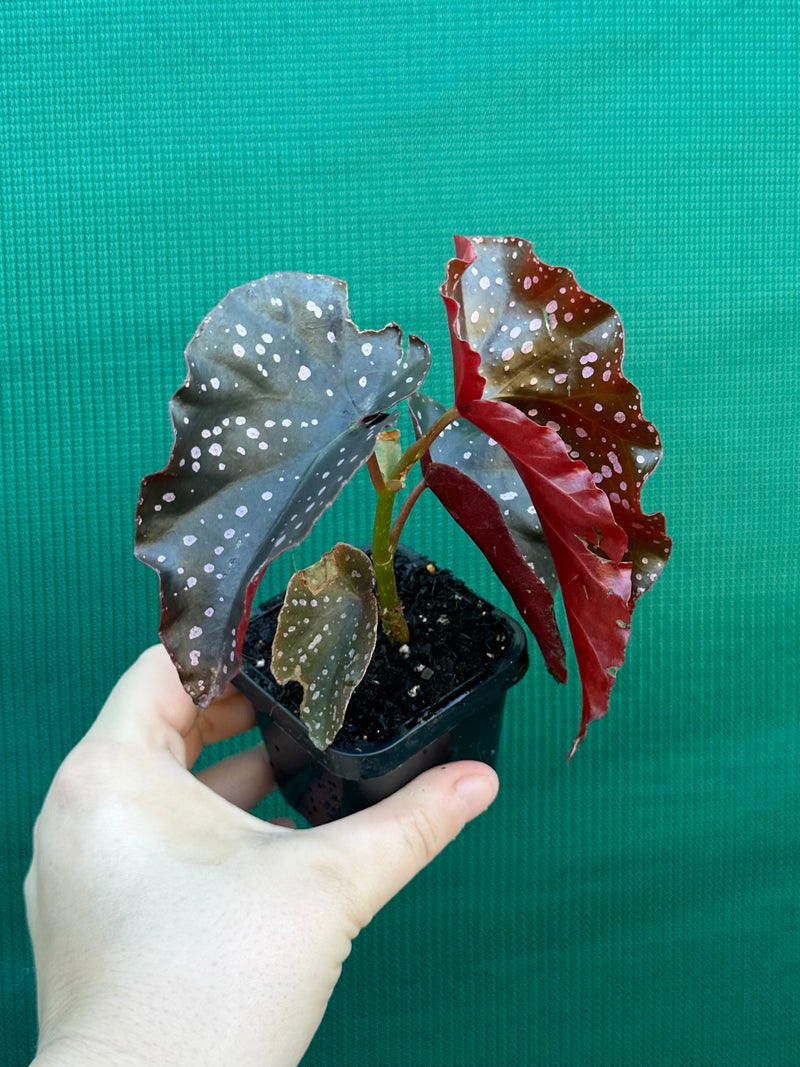 Begonia NOID 40 NEW