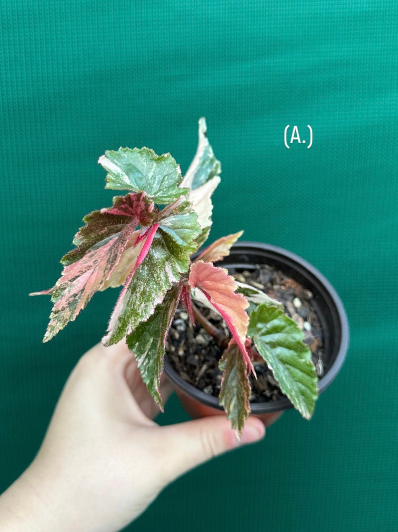 Begonia ‘Ginny Galaxy’